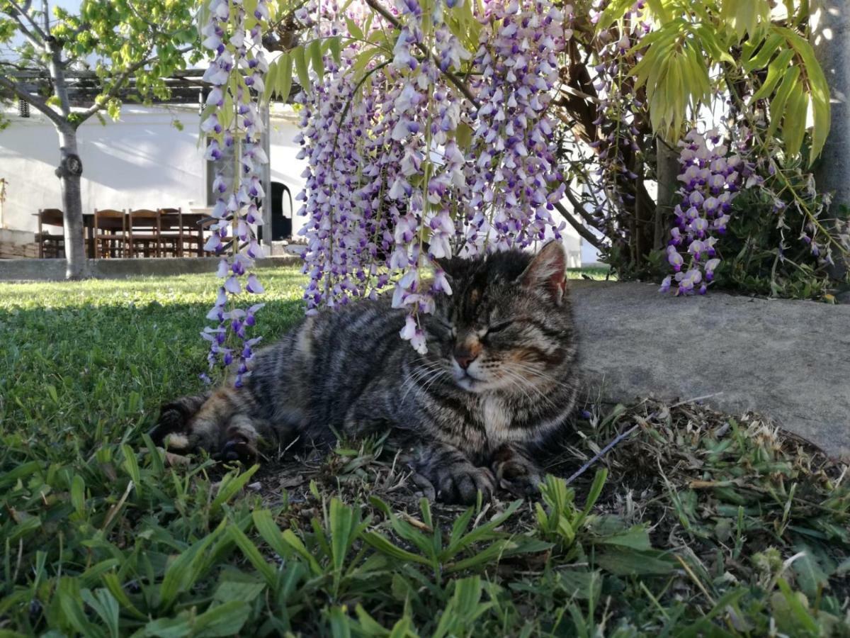 Relais Il Giardino Fra Gli Ulivi Villa โทริโนดิซานโกร ภายนอก รูปภาพ